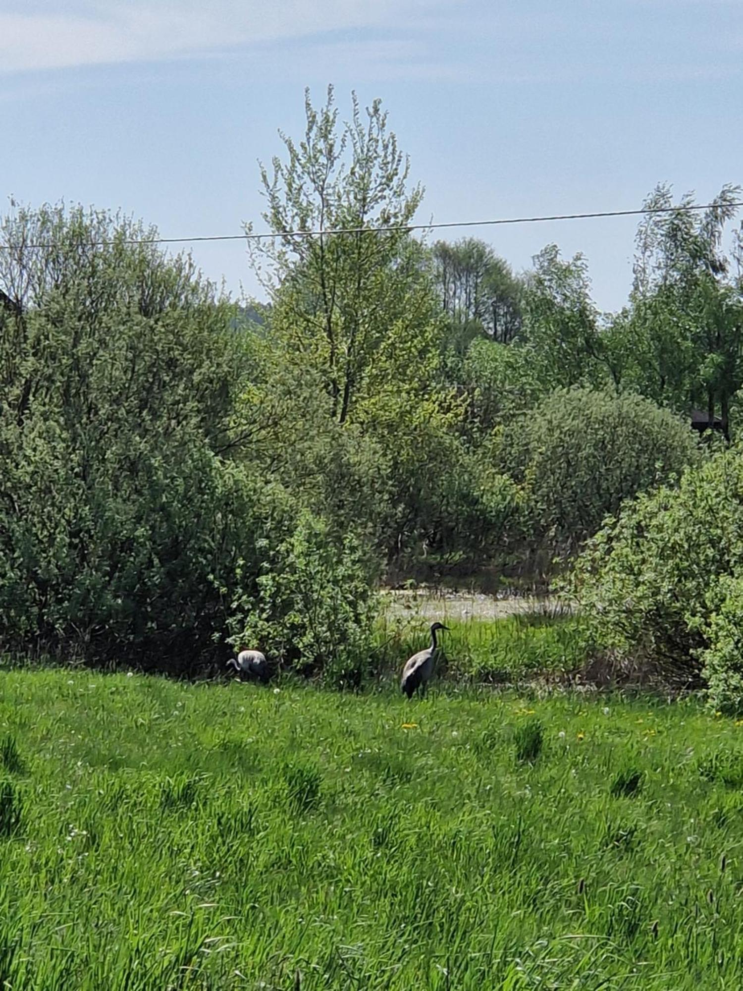 Wiele Zurawi Exteriör bild