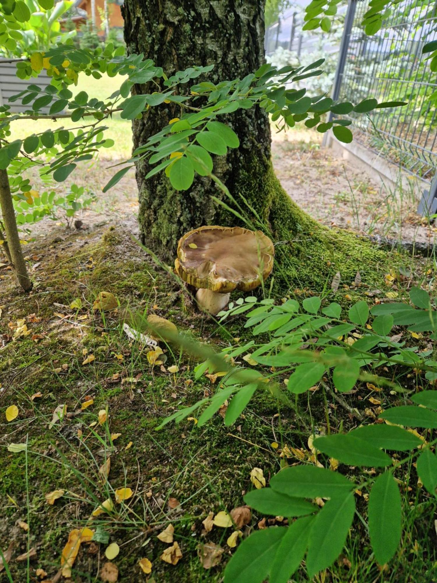 Wiele Zurawi Exteriör bild